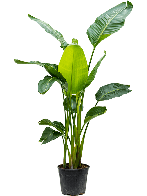 Strelitzia nicolai D75xH180 cm