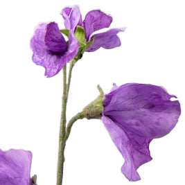 Sweet pea artificiala violet H40 cm