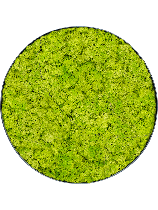 Tablou D100xH5cm Nova Frame Anthracite-concrete Reindeer moss (Spring green)