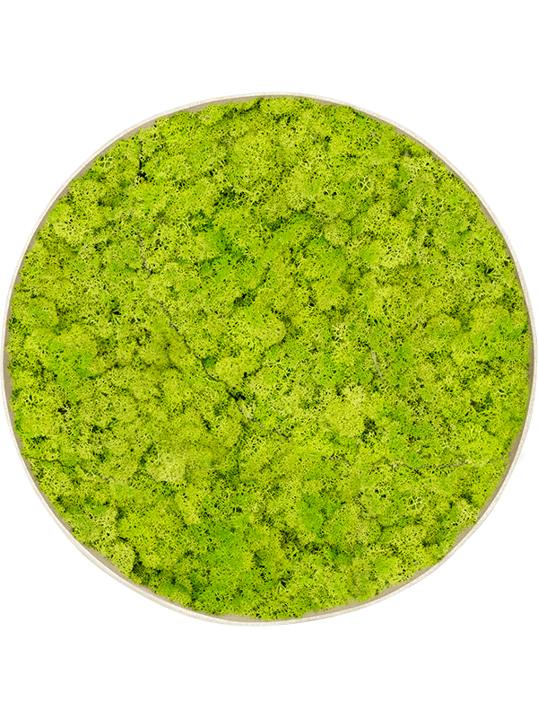 Tablou D100xH5cm Nova Frame Antique White-concrete Reindeer moss (Spring green)