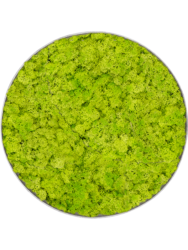 Tablou D100xH5cm Nova Frame Natural-concrete Reindeer moss (Spring green)