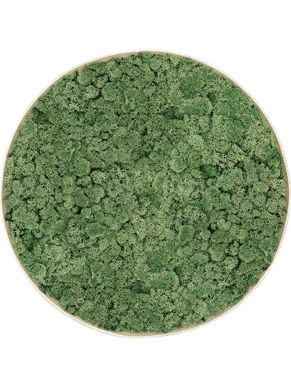 Tablou D30xH5cm Nova Frame Antique White-concrete 100% Reindeer Moss (Moss green)