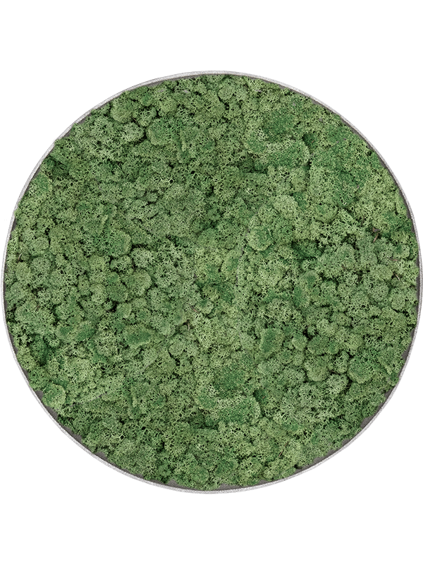 Tablou D30xH5cm Nova Frame Natural-concrete 100% Reindeer Moss (Moss green)