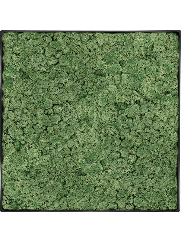 Tablou L100xW100xH5cm Nova Frame Anthracite-concrete 100% Reindeer Moss (Moss green)