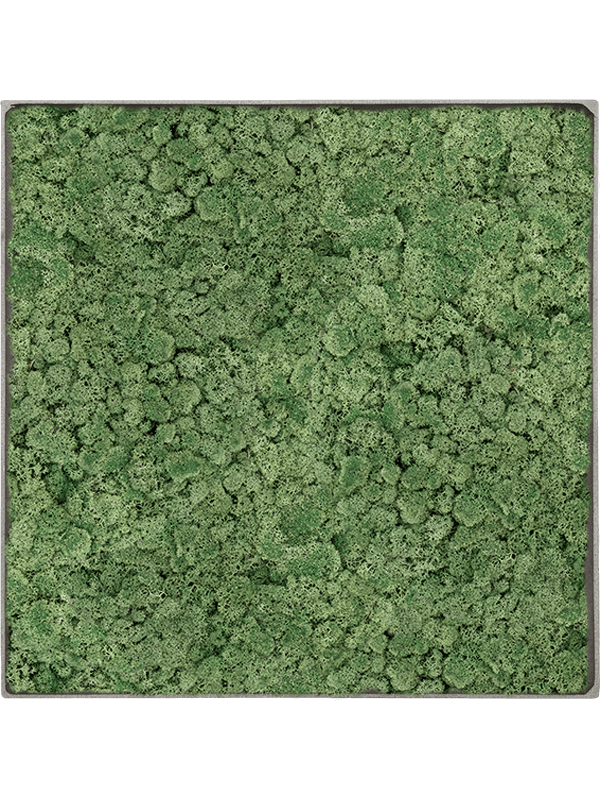 Tablou L100xW100xH5cm Nova Frame Natural-concrete 100% Reindeer Moss (Moss green)