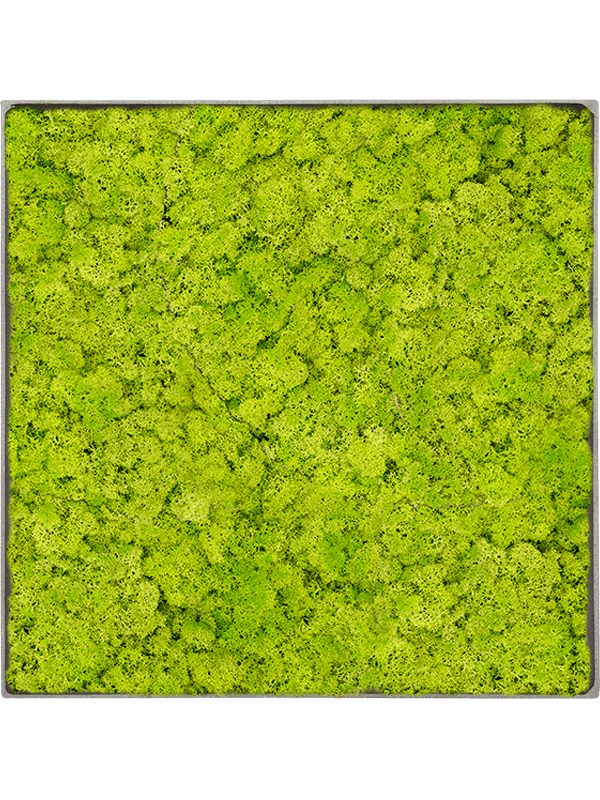 Tablou L100xW100xH5cm Nova Frame Natural-concrete Reindeer moss (Spring green)