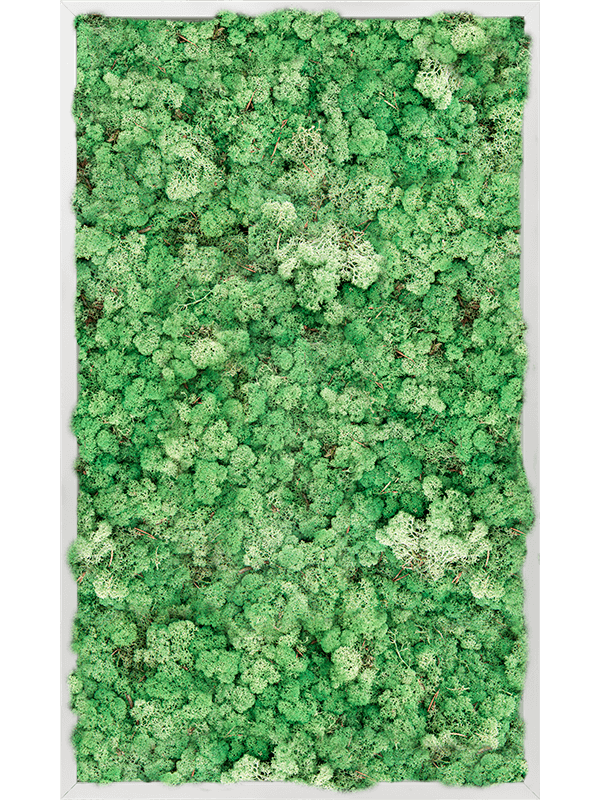Tablou L100xW100xH6cm Aluminum 100% Reindeer moss (Grass Green)