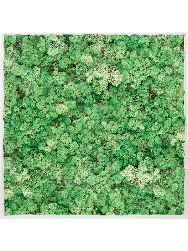 Tablou L100xW100xH6cm Aluminum 100% Reindeer moss (Grass Green)