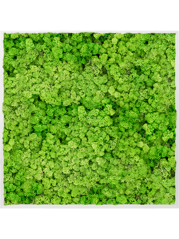 Tablou L100xW100xH6cm Aluminum 100% Reindeer moss (Light Grass Green)