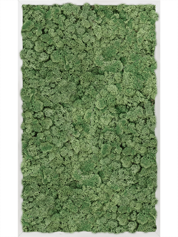Tablou L100xW100xH6cm Aluminum 100% Reindeer moss (Moss green)