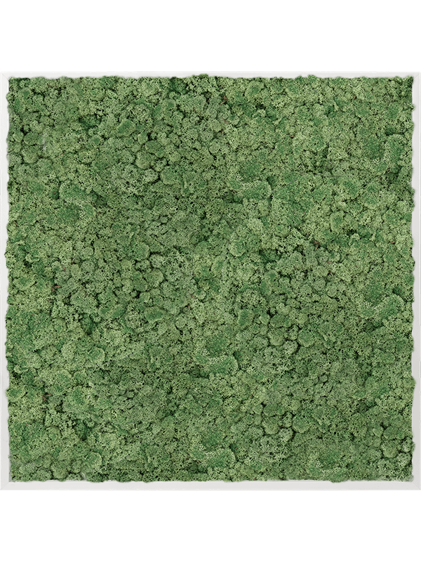 Tablou L100xW100xH6cm Aluminum 100% Reindeer moss (Moss green)