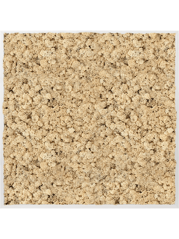 Tablou L100xW100xH6cm Aluminum 100% Reindeer moss (Natural)