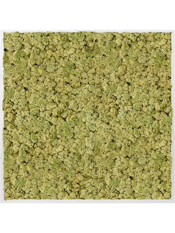 Tablou L100xW100xH6cm Aluminum 100% Reindeer moss (Old Green)