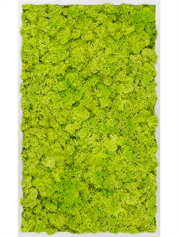 Tablou L100xW100xH6cm Aluminum 100% Reindeer moss (Spring green)