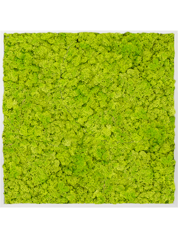 Tablou L100xW100xH6cm Aluminum 100% Reindeer moss (Spring green)