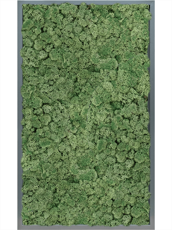 Tablou L100xW100xH6cm MDF RAL 7016 Satin Gloss 100% Reindeer Moss (Moss green)
