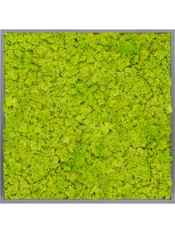 Tablou L100xW100xH6cm MDF RAL 7016 Satin Gloss 100% Reindeer moss (Spring green)