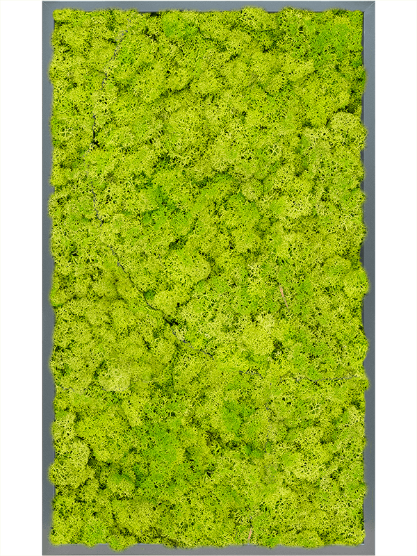Tablou L100xW100xH6cm MDF RAL 7016 Satin Gloss 100% Reindeer Moss (Spring green)