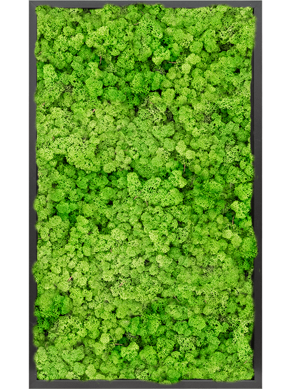 Tablou L100xW100xH6cm MDF RAL 9005 Satin Gloss 100% Reindeer moss (Light Grass Green)