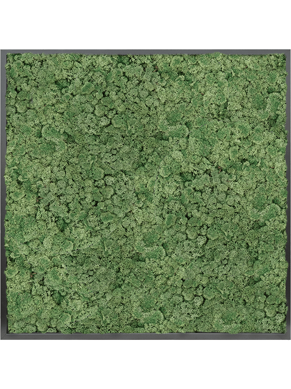Tablou L100xW100xH6cm MDF RAL 9005 Satin Gloss 100% Reindeer moss (Moss green)
