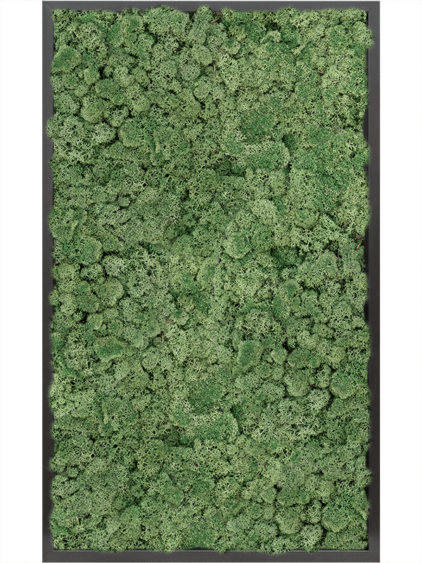 Tablou L100xW100xH6cm MDF RAL 9005 Satin Gloss 100% Reindeer Moss (Moss green)