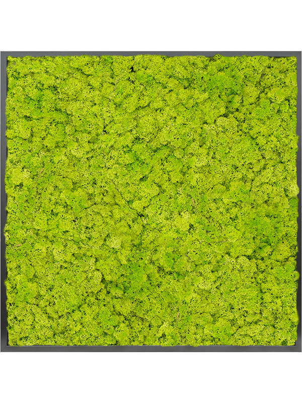 Tablou L100xW100xH6cm MDF RAL 9005 Satin Gloss 100% Reindeer moss (Spring green)