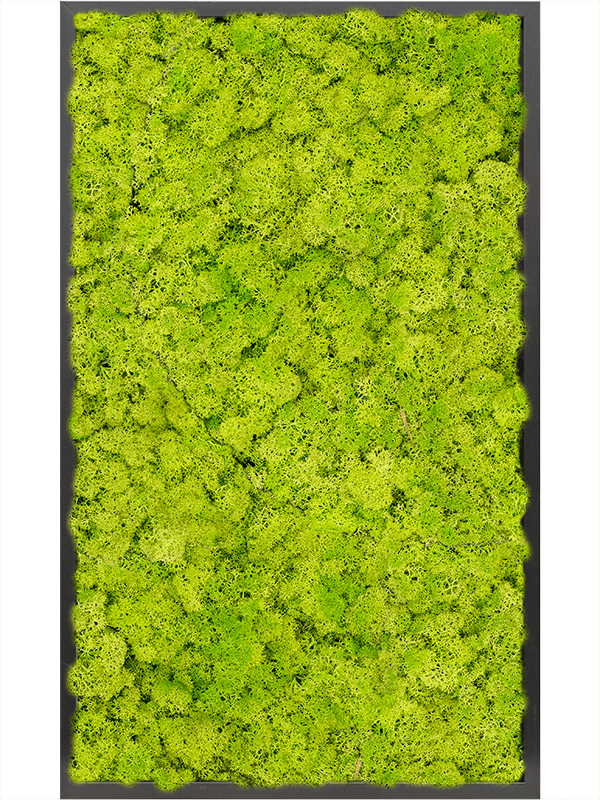 Tablou L100xW100xH6cm MDF RAL 9005 Satin Gloss 100% Reindeer Moss (Spring green)