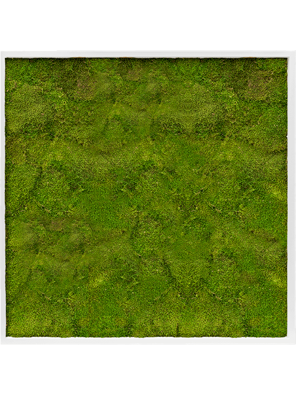 Tablou L100xW100xH6cm MDF RAL 9010 Satin Gloss 100% Flat Moss