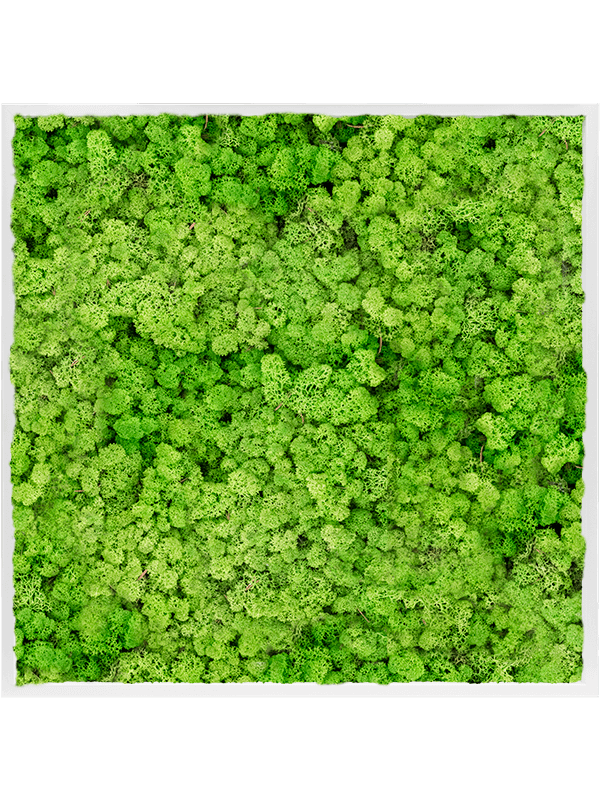 Tablou L100xW100xH6cm MDF RAL 9010 Satin Gloss 100% Reindeer Moss (Light Grass Green)