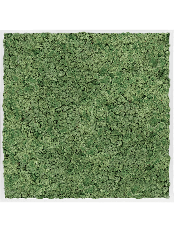 Tablou L100xW100xH6cm MDF RAL 9010 Satin Gloss 100% Reindeer Moss (Moss green)