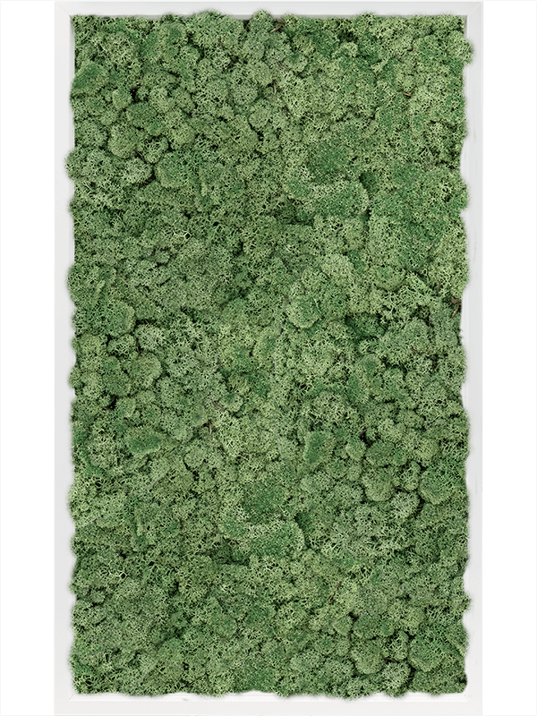 Tablou L100xW100xH6cm MDF RAL 9010 Satin Gloss 100% Reindeer Moss (Moss green)