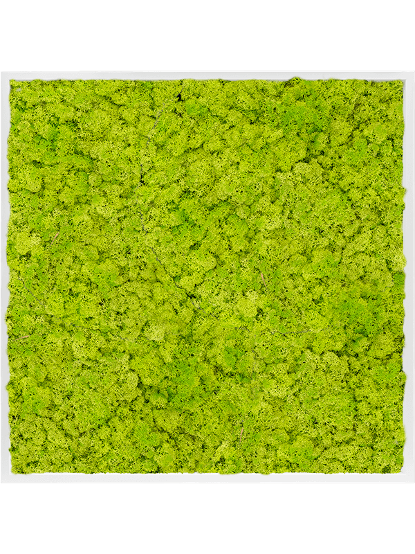Tablou L100xW100xH6cm MDF RAL 9010 Satin Gloss 100% Reindeer Moss (Spring green)