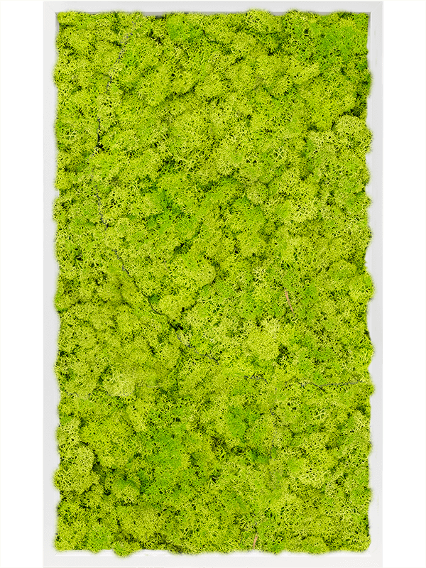 Tablou L100xW100xH6cm MDF RAL 9010 Satin Gloss 100% Reindeer Moss (Spring green)