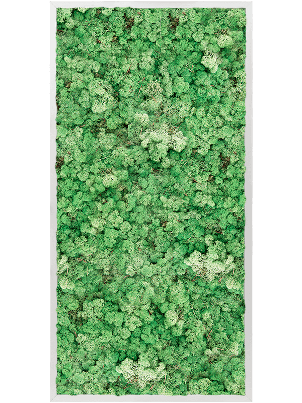 Tablou L120xW120xH6cm Aluminum 100% Reindeer moss (Grass Green)