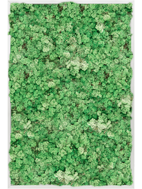 Tablou L120xW120xH6cm Aluminum 100% Reindeer moss (Grass Green)