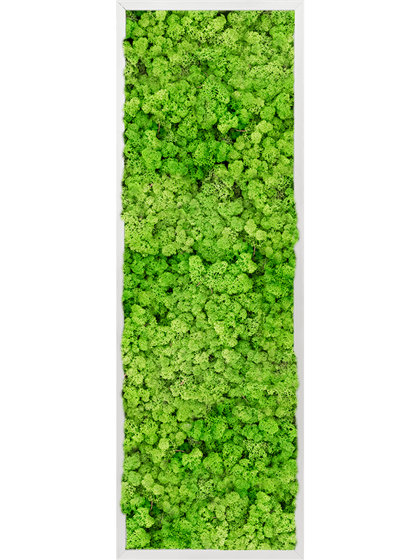 Tablou L120xW120xH6cm Aluminum 100% Reindeer moss (Light Grass Green)