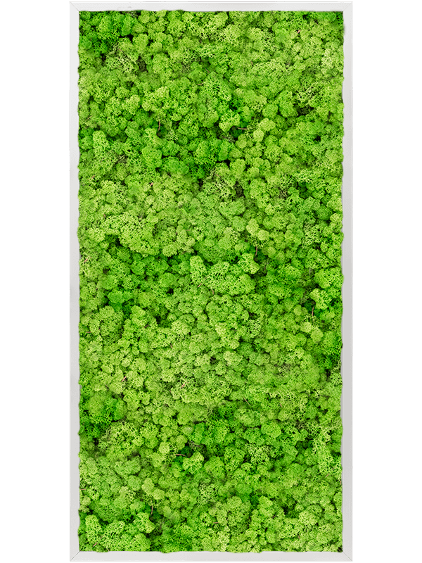 Tablou L120xW120xH6cm Aluminum 100% Reindeer moss (Light Grass Green)