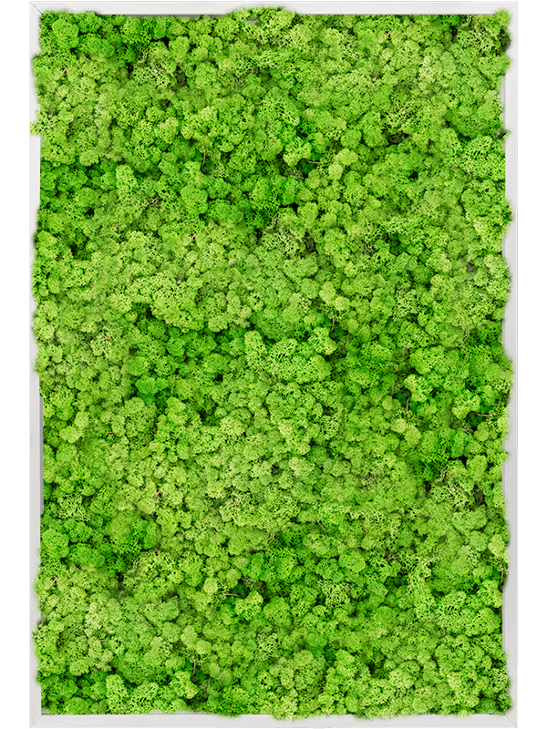 Tablou L120xW120xH6cm Aluminum 100% Reindeer moss (Light Grass Green)