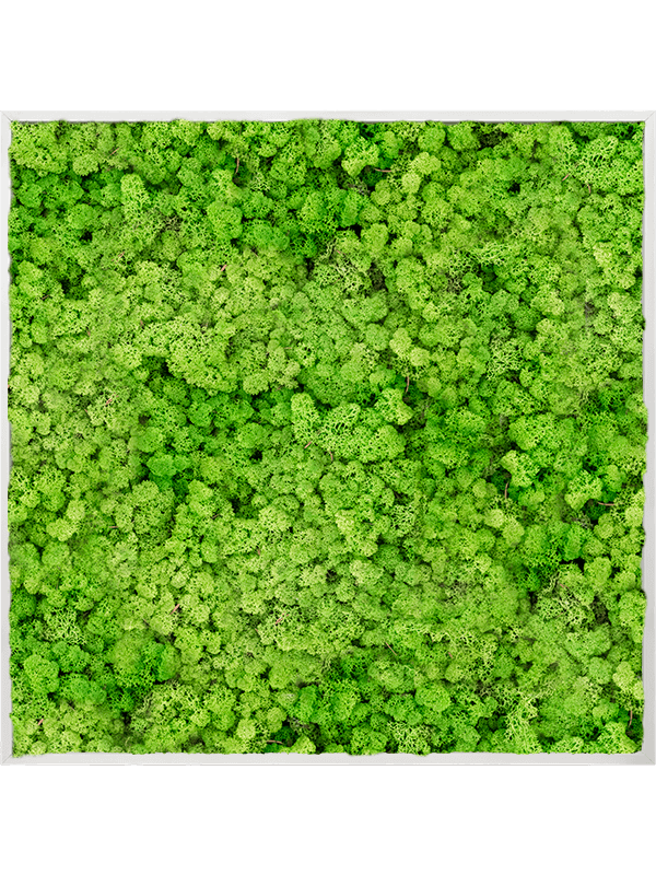 Tablou L120xW120xH6cm Aluminum 100% Reindeer moss (Light Grass Green)