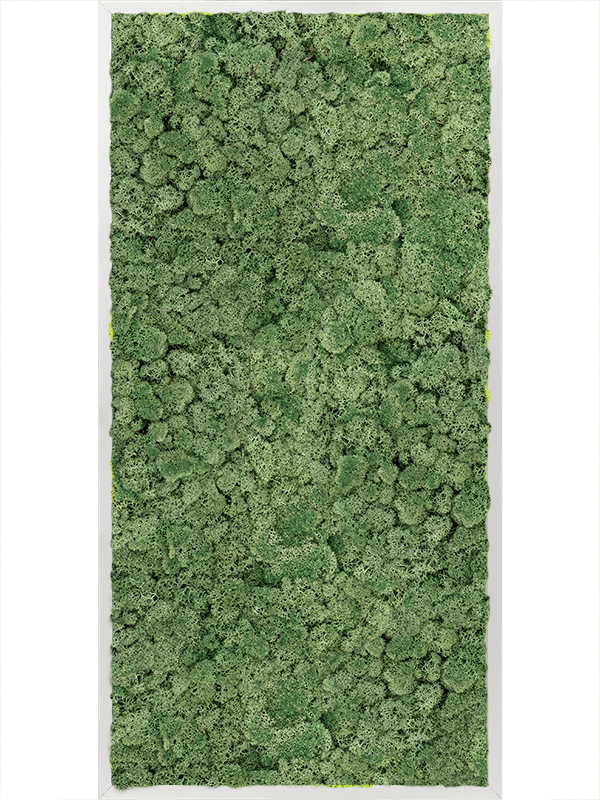Tablou L120xW120xH6cm Aluminum 100% Reindeer moss (Moss green)