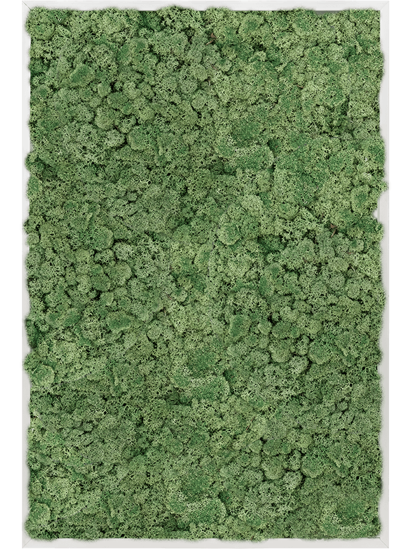 Tablou L120xW120xH6cm Aluminum 100% Reindeer moss (Moss green)