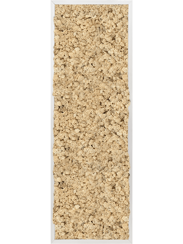 Tablou L120xW120xH6cm Aluminum 100% Reindeer moss (Natural)