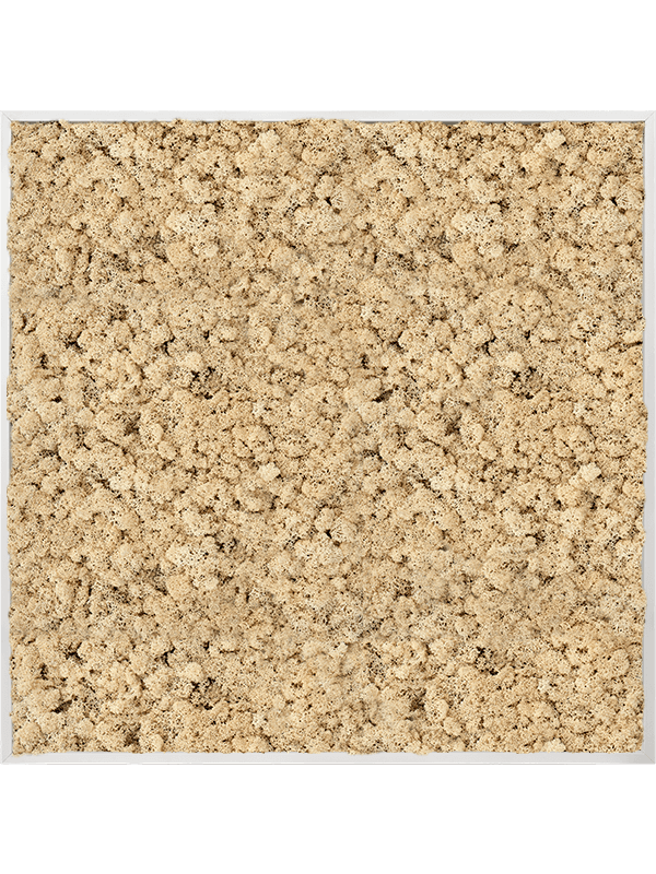 Tablou L120xW120xH6cm Aluminum 100% Reindeer moss (Natural)