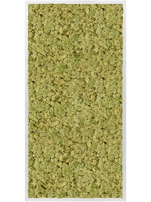 Tablou L120xW120xH6cm Aluminum 100% Reindeer moss (Old Green)