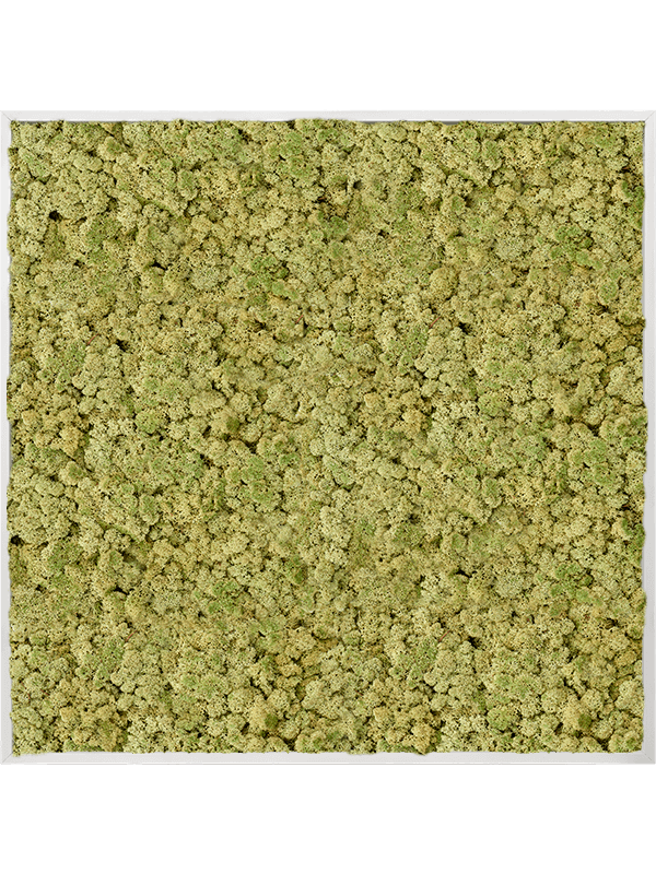 Tablou L120xW120xH6cm Aluminum 100% Reindeer moss (Old Green)