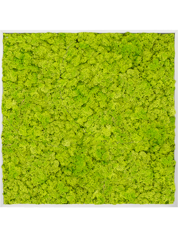 Tablou L120xW120xH6cm Aluminum 100% Reindeer moss (Spring green)