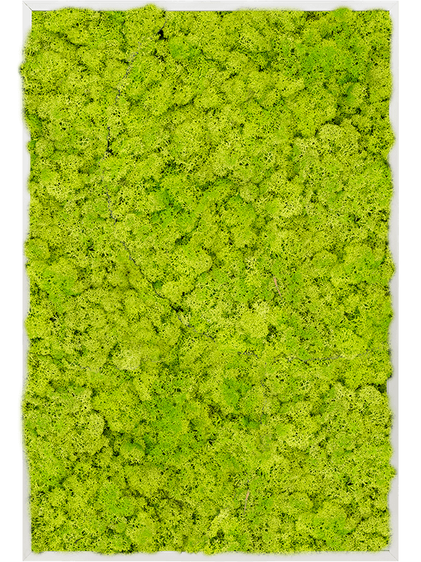 Tablou L120xW120xH6cm Aluminum 100% Reindeer moss (Spring green)