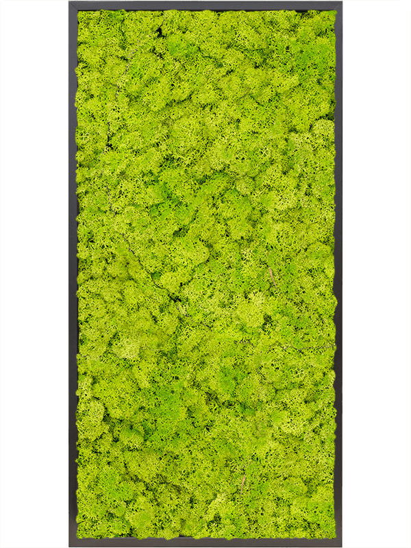 Tablou L120xW120xH6cm MDF RAL 9005 Satin Gloss 100% Reindeer moss (Spring green)