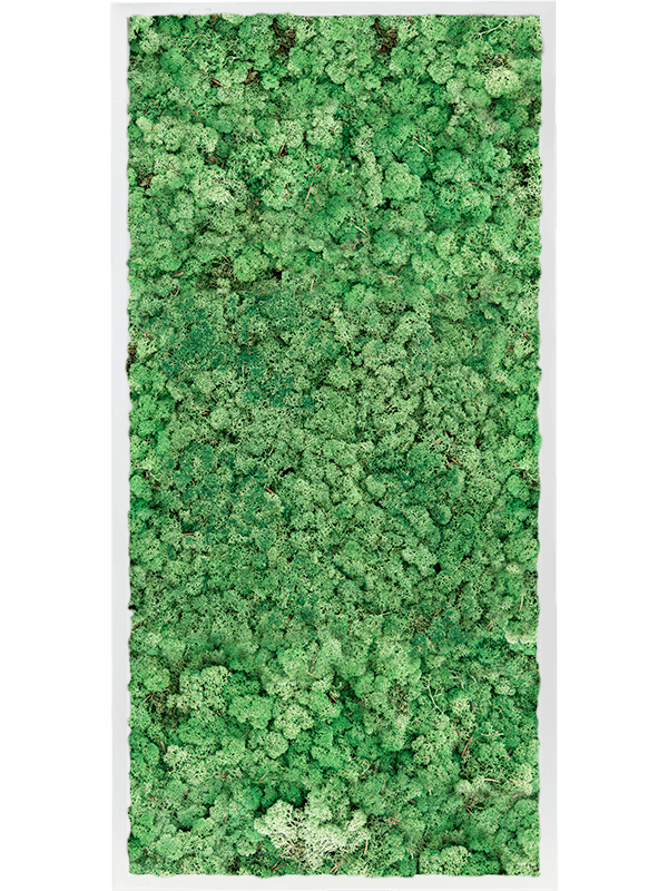 Tablou L120xW120xH6cm MDF RAL 9010 Satin Gloss 100% Reindeer Moss (Grass green)