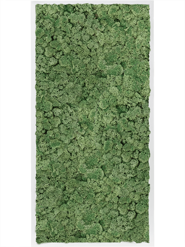 Tablou L120xW120xH6cm MDF RAL 9010 Satin Gloss 100% Reindeer Moss (Moss green)